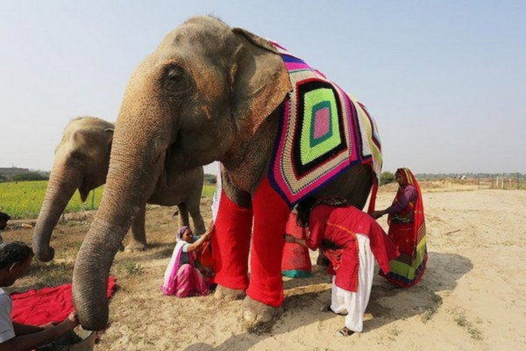 Mulheres indianas criam blusas para salvar elefantes do frio extremo