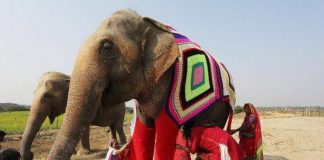 Mulheres indianas criam blusas para salvar elefantes do frio extremo