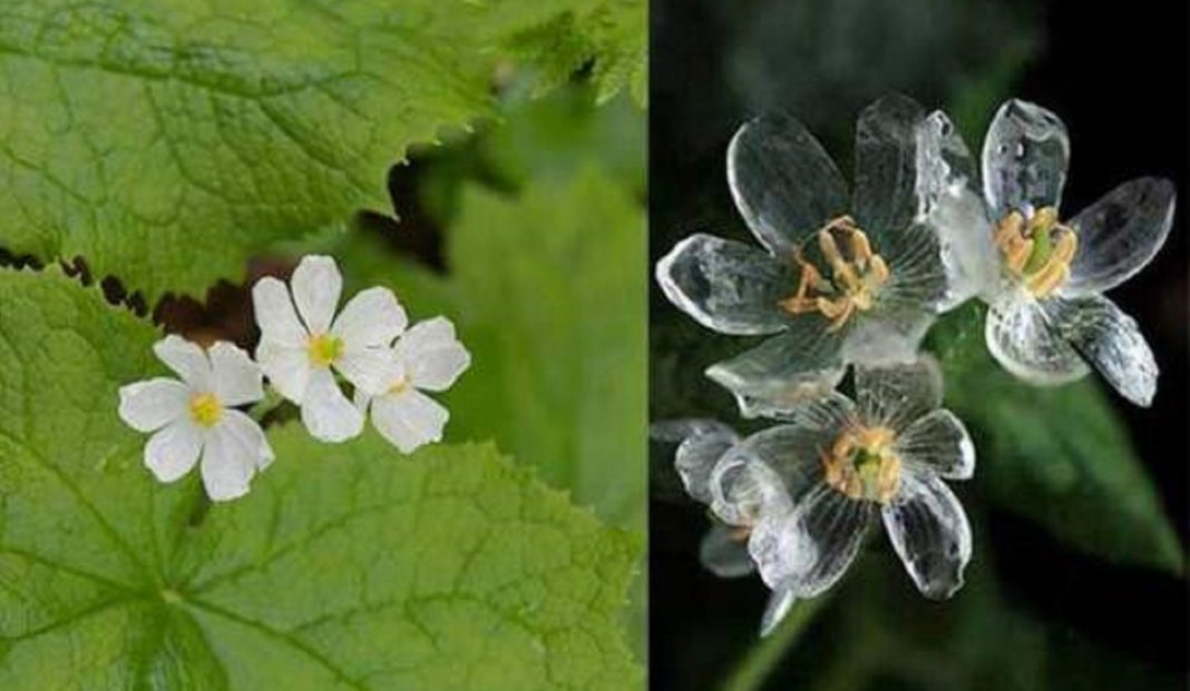 Flor ‘mágica’ se torna transparente quando chove