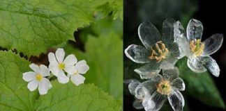 Flor ‘mágica’ se torna transparente quando chove