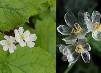 Flor ‘mágica’ se torna transparente quando chove