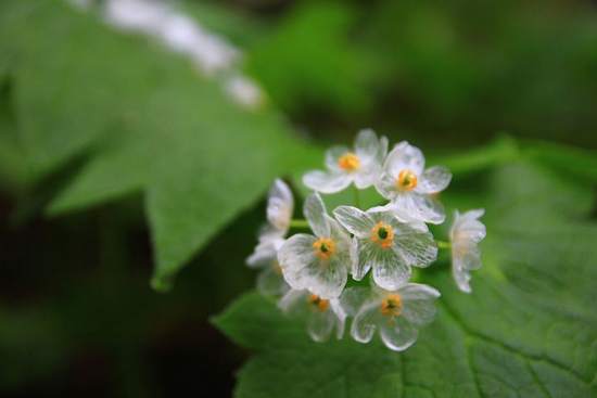 revistacarpediem.com - Flor 'mágica' se torna transparente quando chove