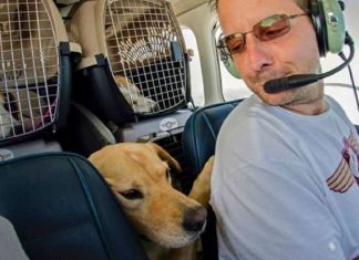 Ex-soldado compra avião para salvar cães e gatos da eutanásia