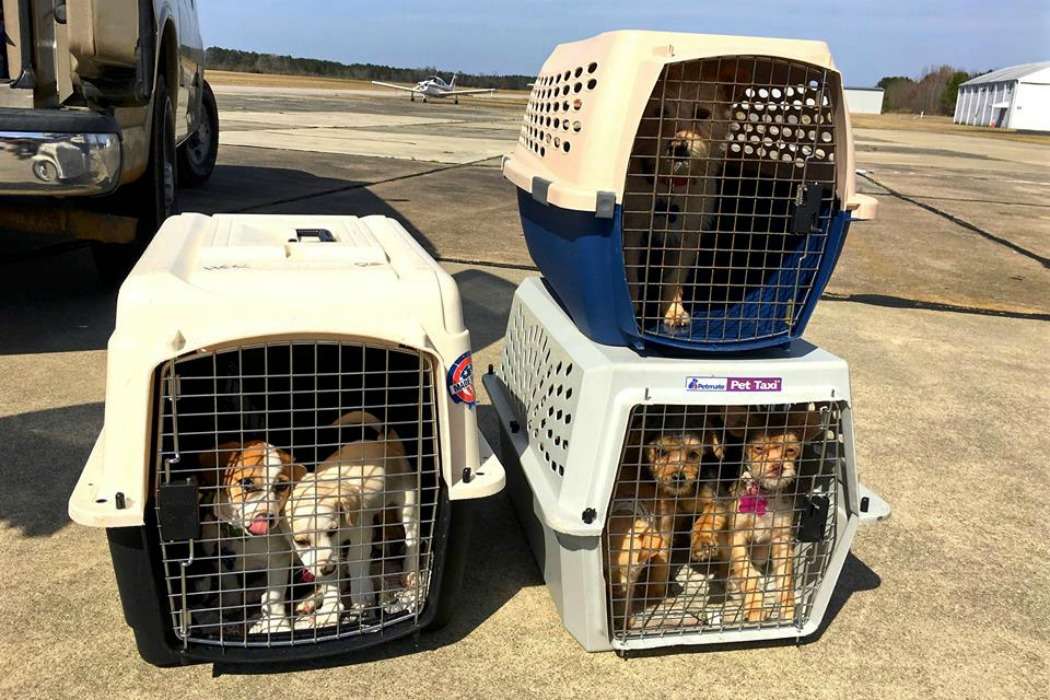 revistacarpediem.com - Ex-soldado compra avião para salvar cães e gatos da eutanásia