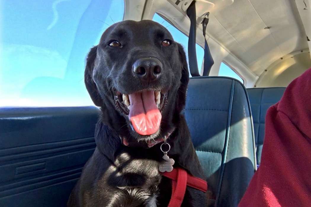 revistacarpediem.com - Ex-soldado compra avião para salvar cães e gatos da eutanásia