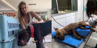 Luisa Mell vai cuidar dos 19 pitbulls encontrados em rinha