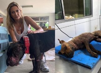 Luisa Mell vai cuidar dos 19 pitbulls encontrados em rinha