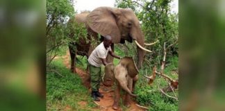 Elefanta retorna a seus salvadores para apresentar seu filhote recém-nascido