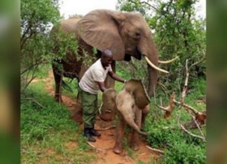 Elefanta retorna a seus salvadores para apresentar seu filhote recém-nascido