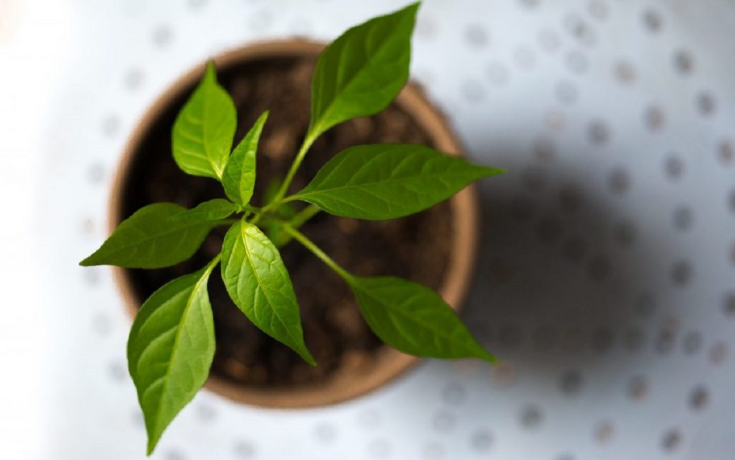 Estudo revela que plantas ‘gritam’ quando estão estressadas