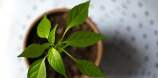 Estudo revela que plantas ‘gritam’ quando estão estressadas
