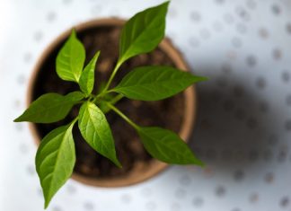 Estudo revela que plantas ‘gritam’ quando estão estressadas