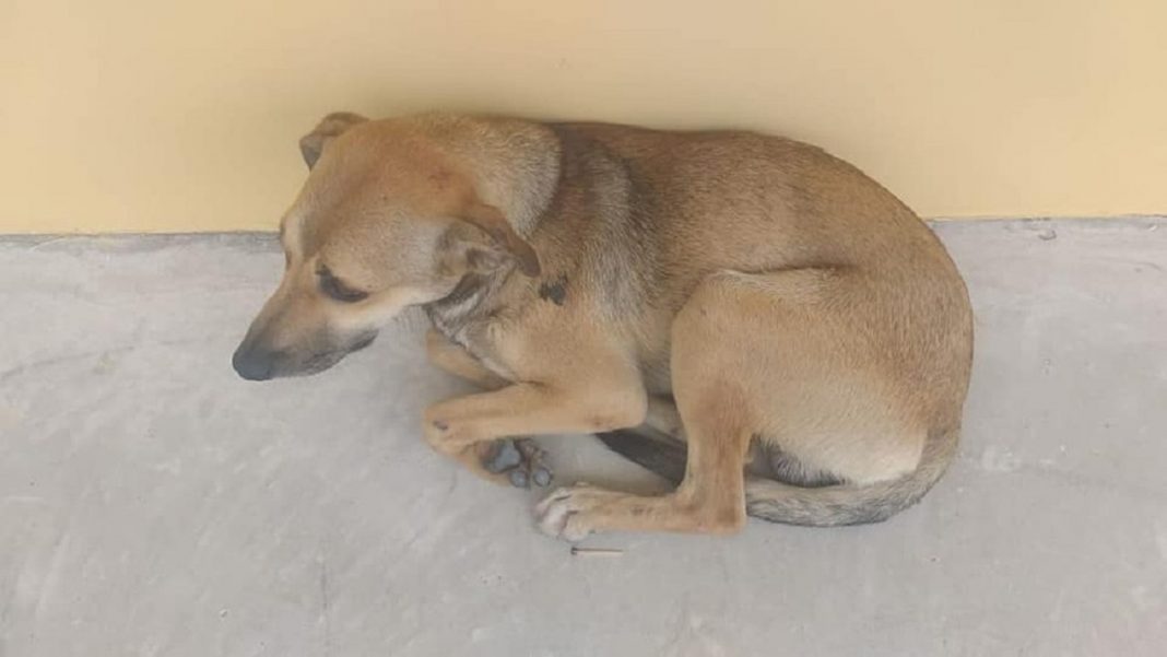 Cachorrinho corre atrás de ambulância e fica três dias esperando seu dono que faleceu