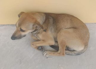 Cachorrinho corre atrás de ambulância e fica três dias esperando seu dono que faleceu