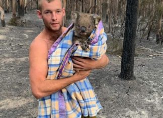 Caçador de 22 anos entra em floresta em chamas para salvar coalas dos incêndios na Austrália