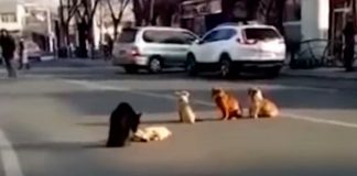 Após amigo ser atropelado, cães bloqueiam tráfego para protegê-lo
