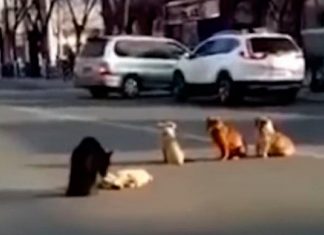 Após amigo ser atropelado, cães bloqueiam tráfego para protegê-lo