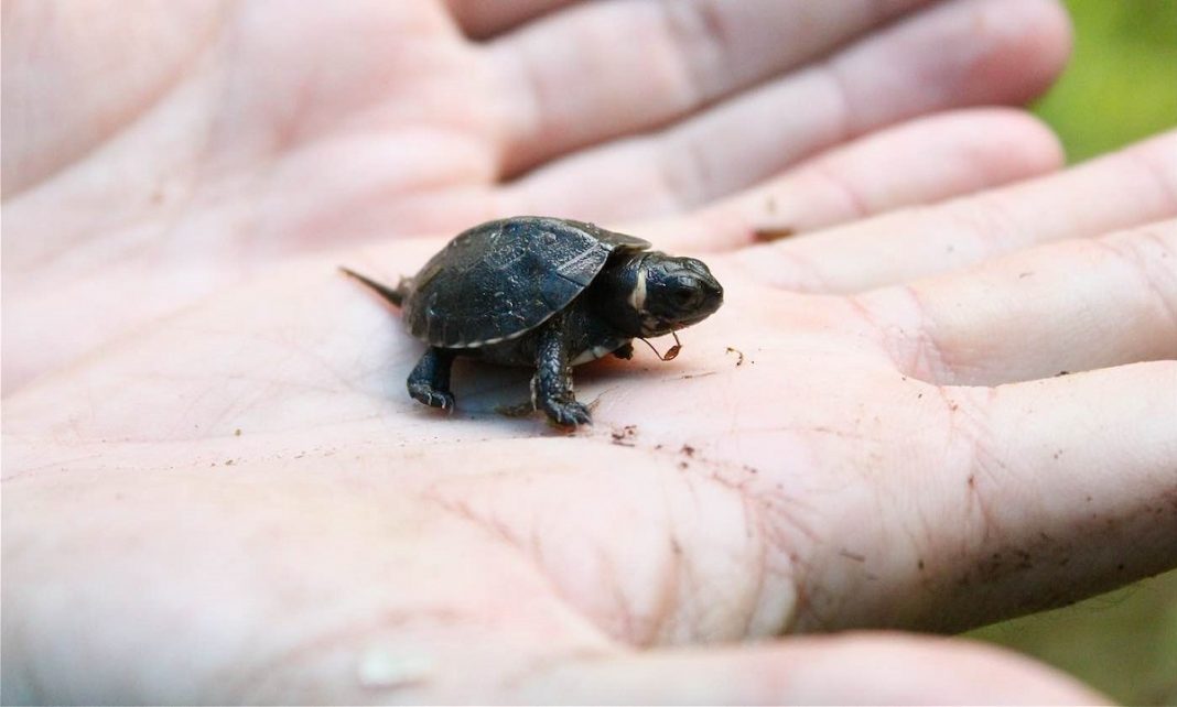 Espécie de tartaruga há tempos extinta ‘renasce’ em templo hindu na Índia