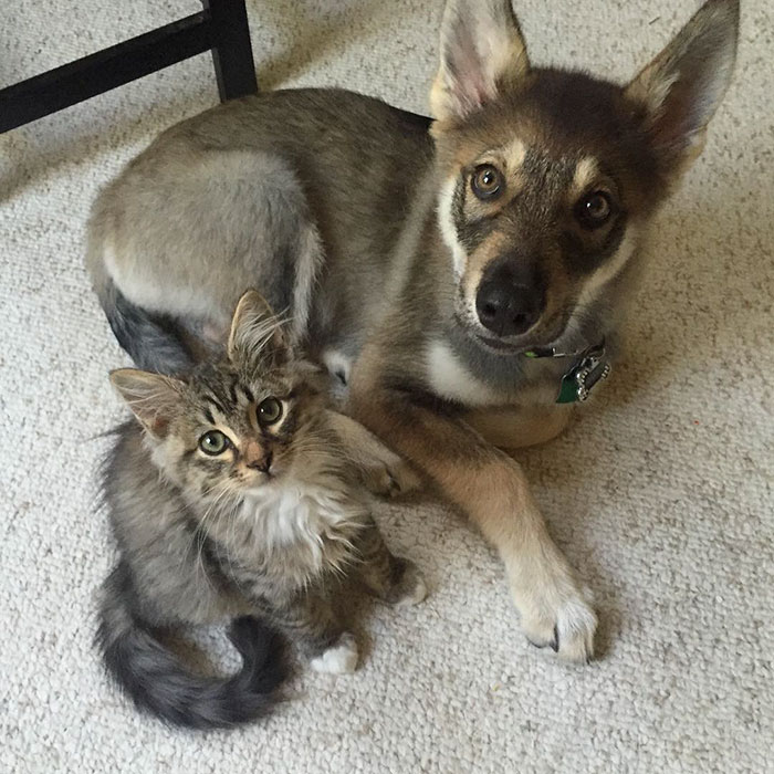 revistacarpediem.com - Husky adota gatinho e se tornam melhores amigos inseparáveis