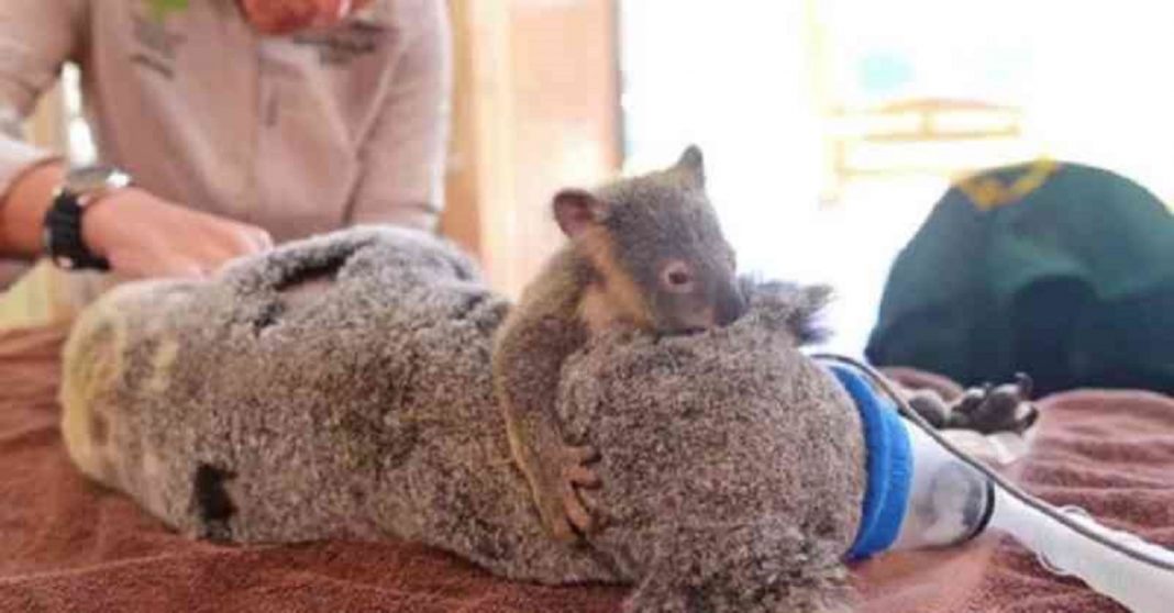 Bebê coala abraça mãe durante cirurgia para que ela não fique sozinha