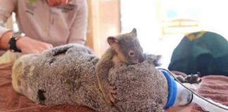 Bebê coala abraça mãe durante cirurgia para que ela não fique sozinha