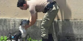 Policial dá banho e alimenta cão que desmaiou devido ao calor