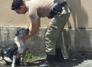 Policial dá banho e alimenta cão que desmaiou devido ao calor