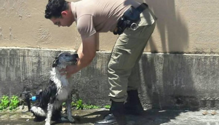 revistacarpediem.com - Policial dá banho e alimenta cão que desmaiou devido ao calor