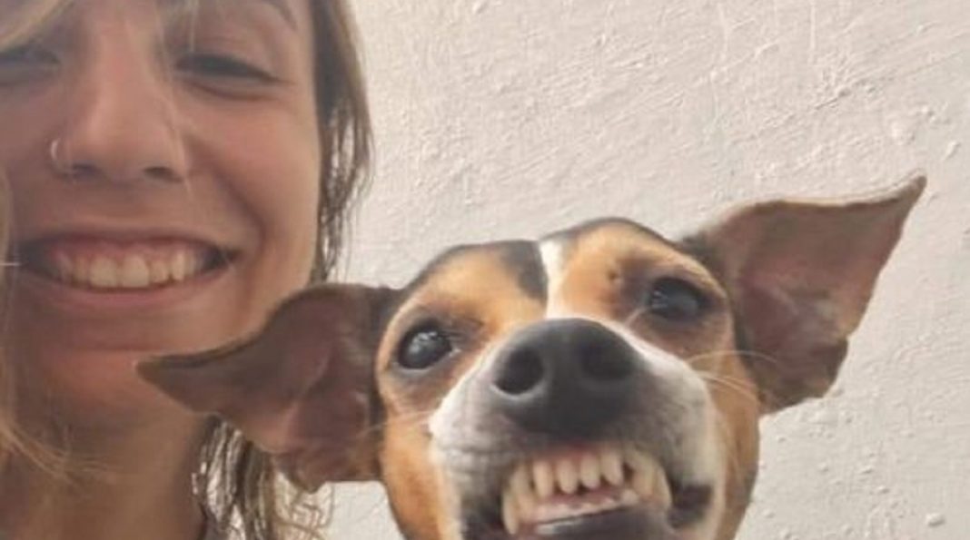 Ela cuida de uma creche para cães e convidou esse cachorrinho para uma foto e olha o sorrisão que ele abriu