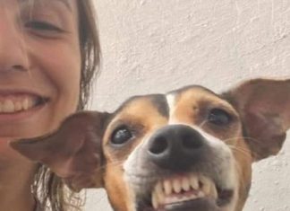 Ela cuida de uma creche para cães e convidou esse cachorrinho para uma foto e olha o sorrisão que ele abriu
