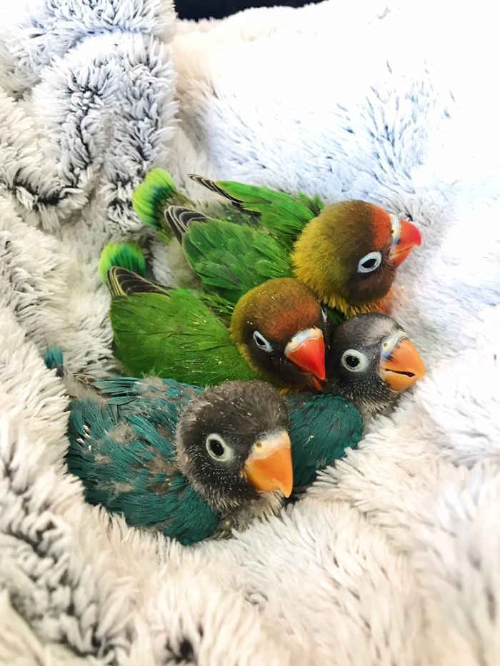 The internet fell in love with the story of the parakeet and his gothic girlfriend not to mention the children who came after wonderful 5b4d92a10b48c  700 - Kiwi, sua namorada gótica e seus 4 bebês que deixaram a Internet apaixonada