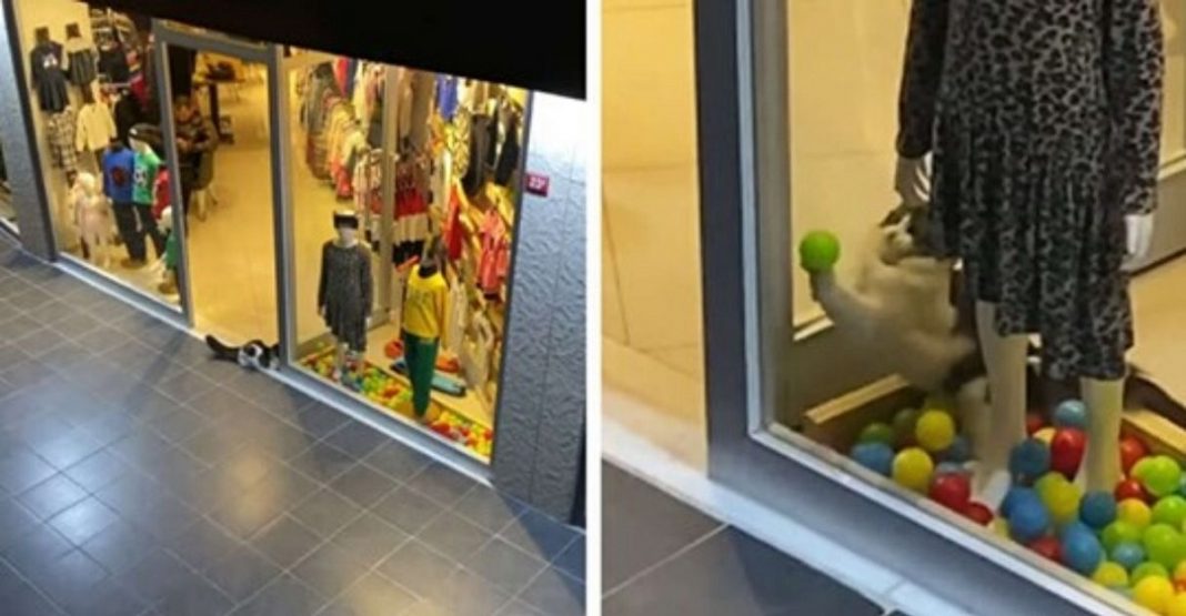 Gatinho sem lar entra em uma loja e brinca com a decoração da vitrine