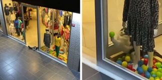 Gatinho sem lar entra em uma loja e brinca com a decoração da vitrine