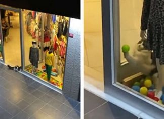 Gatinho sem lar entra em uma loja e brinca com a decoração da vitrine