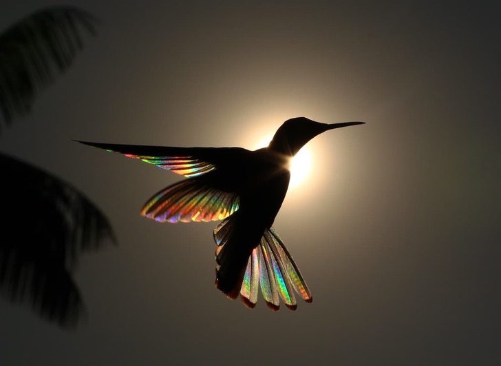 revistacarpediem.com - Fotógrafo captura arco-íris nas asas de um beija-flor. Confira o vídeo: