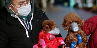 Cão vai para quarentena após ser diagnosticado com coronavírus