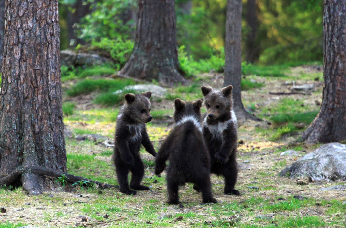 revistacarpediem.com - Professor encontra ursos bebês dançando na Finlândia e parece surreal