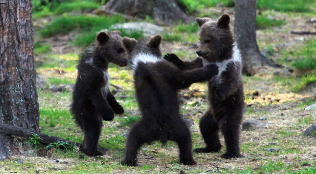 Professor encontra ursos bebês dançando na Finlândia e parece surreal