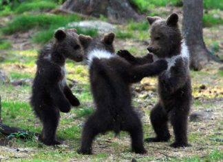 Professor encontra ursos bebês dançando na Finlândia e parece surreal