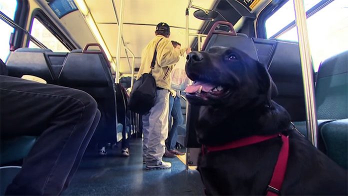 revistacarpediem.com - Cadela pega ônibus todos os dias sozinha para ir ao parque