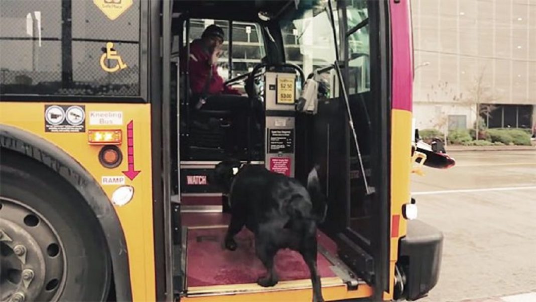 Cadela pega ônibus todos os dias sozinha para ir ao parque