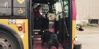 Cadela pega ônibus todos os dias sozinha para ir ao parque