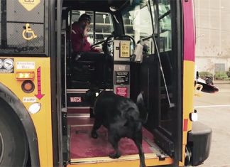 Cadela pega ônibus todos os dias sozinha para ir ao parque