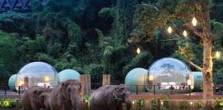 Neste hotel hóspedes dormem em bolhas na selva em meio a elefantes resgatados