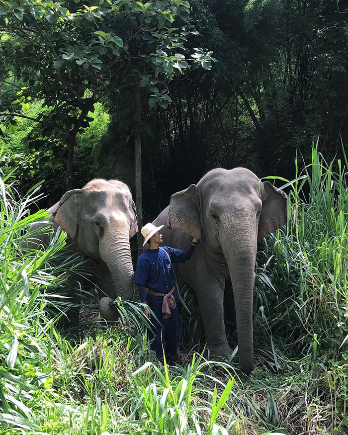 revistacarpediem.com - Neste hotel hóspedes dormem em bolhas na selva em meio a elefantes resgatados