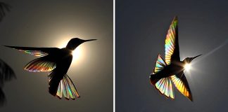 Fotógrafo captura arco-íris nas asas de um beija-flor. Confira o vídeo: