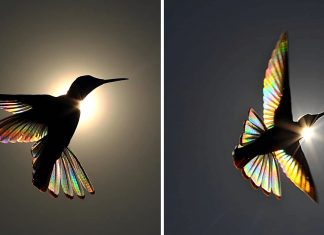 Fotógrafo captura arco-íris nas asas de um beija-flor. Confira o vídeo: