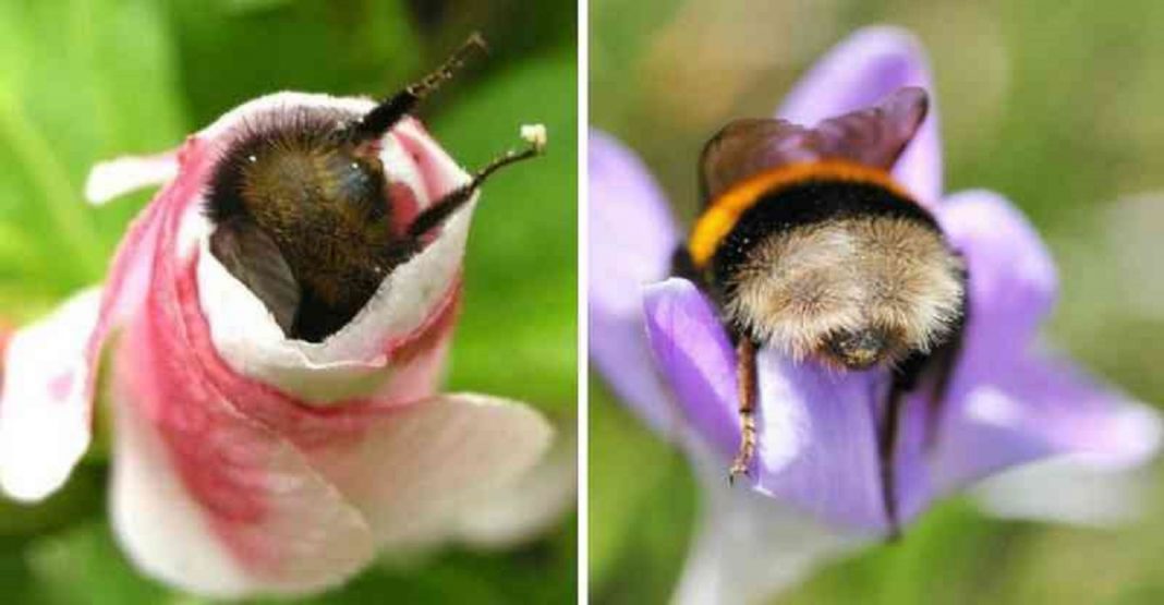 Fotos de dorminhocas abelhas dormindo de “bumbum pra cima” dentro de flores viralizam