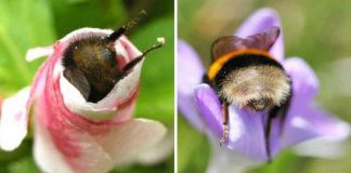 Fotos de dorminhocas abelhas dormindo de “bumbum pra cima” dentro de flores viralizam