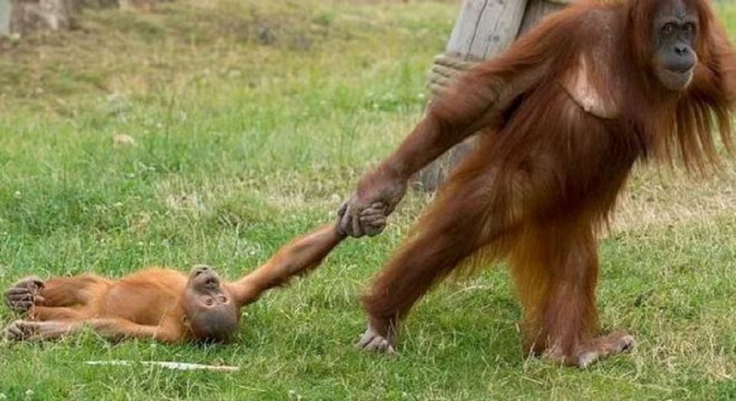 Foto que registra birra de orangotango arrastado pela mãe viraliza